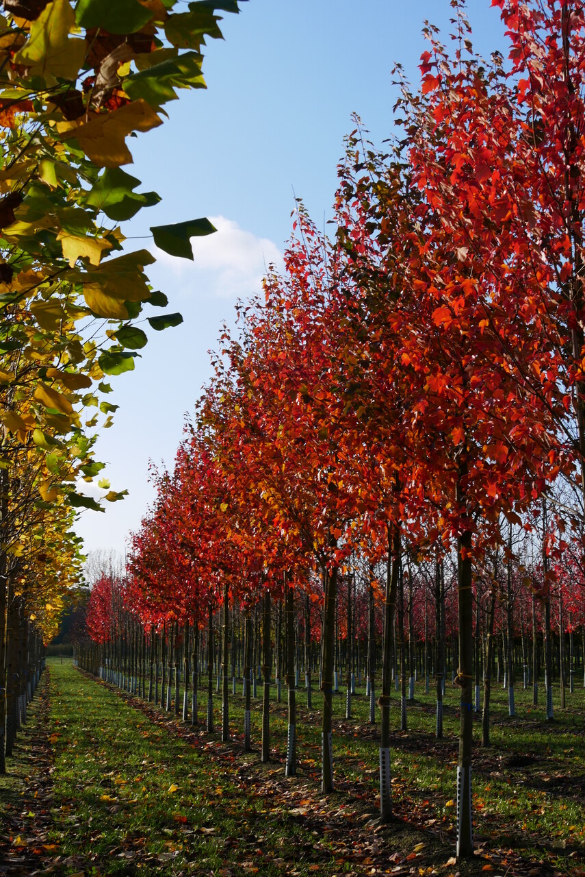 メープル❣️ Acer rubrum | Red maple, Scarlet maple, Swamp maple - Pepinierele